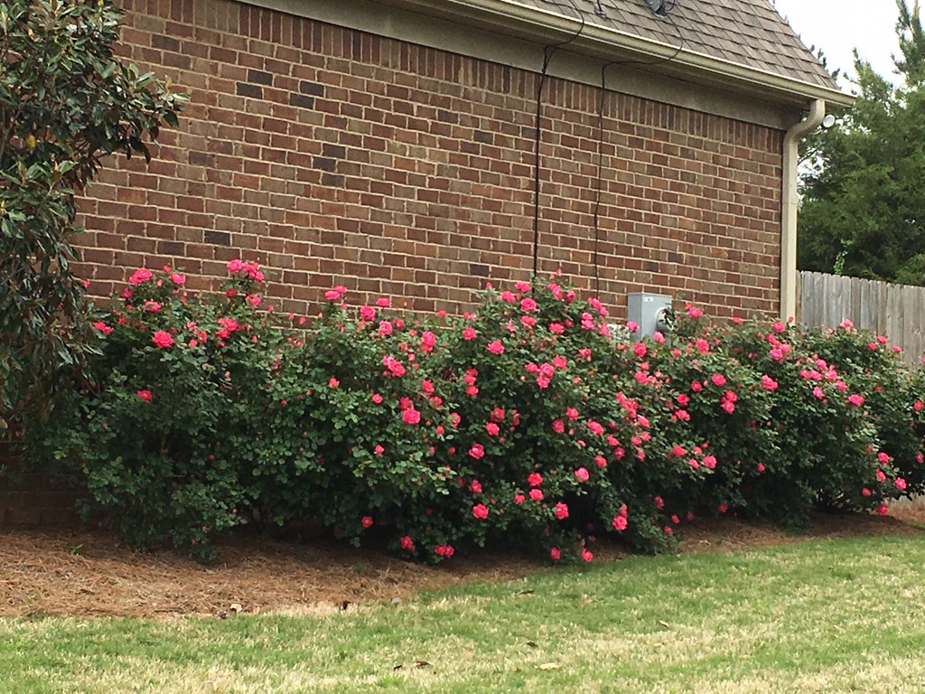 Beautiful roses on side of home 